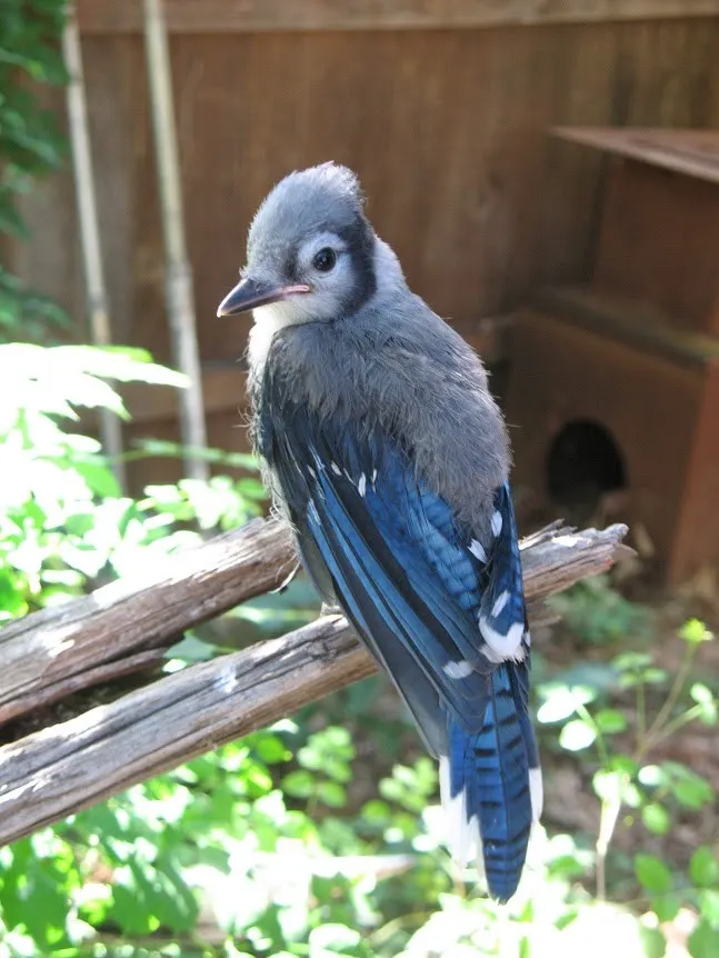Blue Jay Fledgling