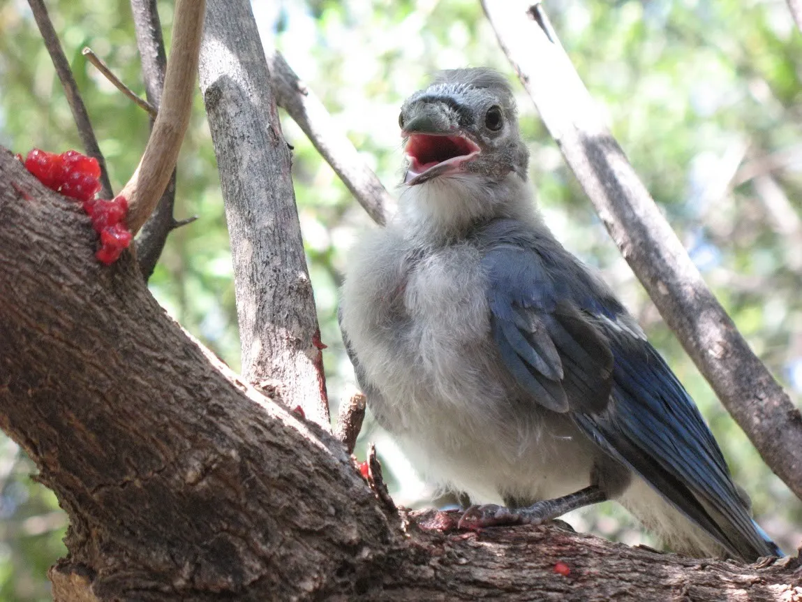 Blue Jay Fledgling