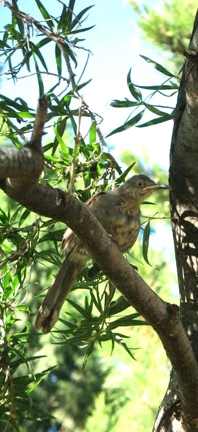 Curve-billed Thrasher