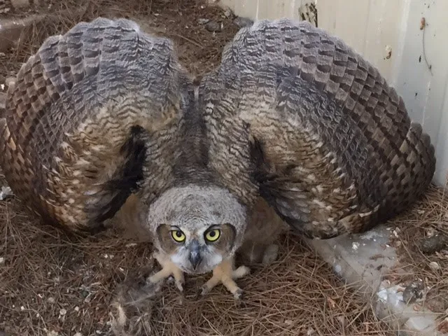 Juvenile Great Horned Owl