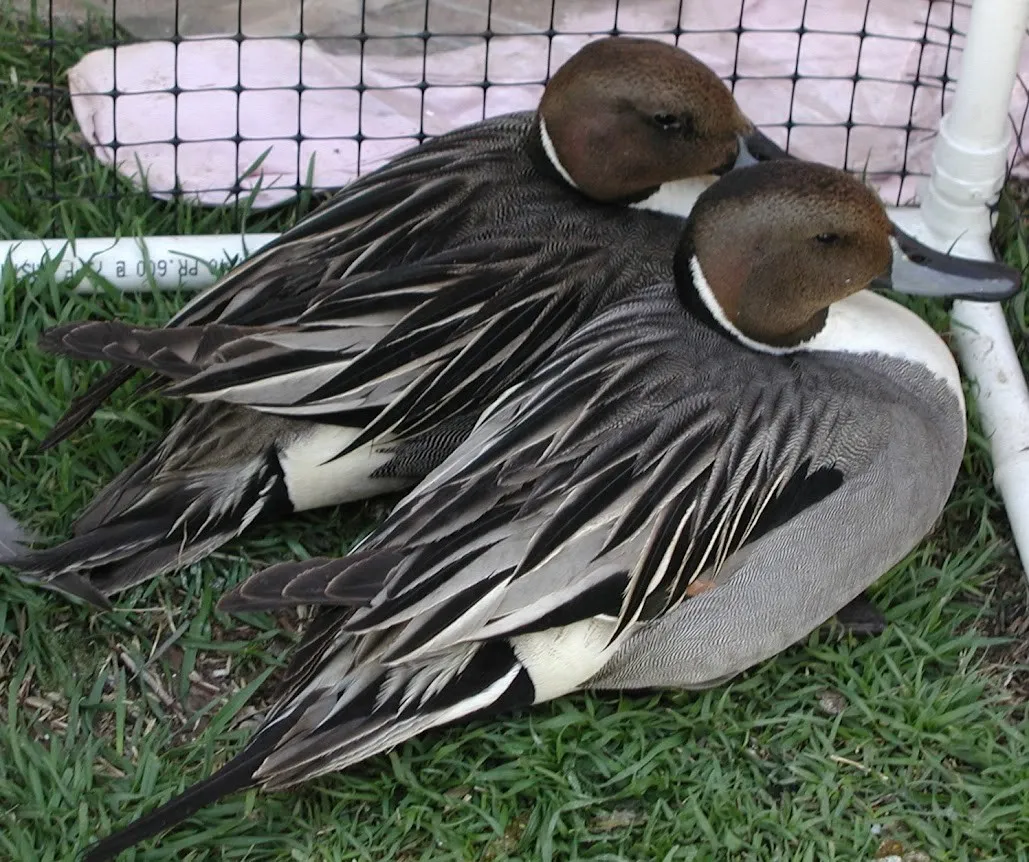 Northern Pintails