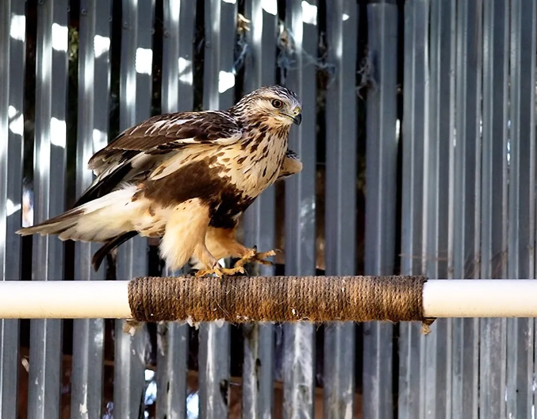 Rough-legged Hawk