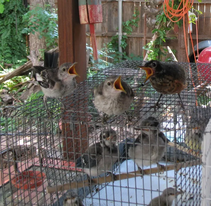 Ready for Release – Mockingbirds, Robin and Blue Jays
