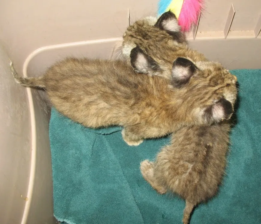 Bobcat Kittens