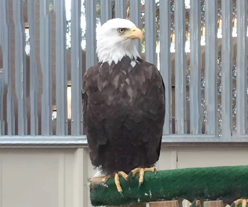Bald Eagle